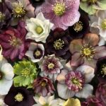 vendor Pine Knot Farm 3