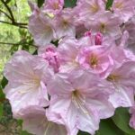 vendor azaleas 1