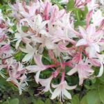 vendor azaleas 2