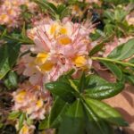 vendor azaleas 3