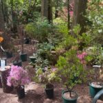 vendor azaleas 5