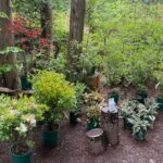 vendor azaleas 6