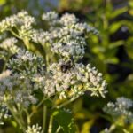 vendor bee