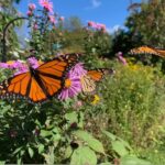 vendor butterfly