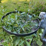 Cricket Hill Garden