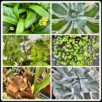 vendor garden endeavors 1