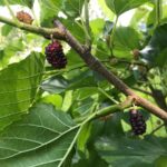 Cricket Hill Garden