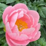 vendor pink flower