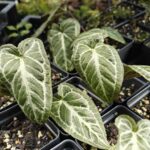 vendor rabbit hole plants 1