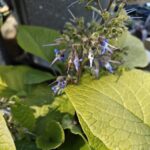 vendor rabbit hole plants 2