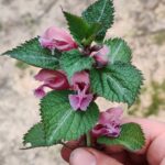 vendor rabbit hole plants 3