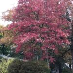 vendor red flower tree