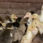 vendor waterfowl